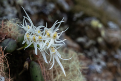 Dendrobium linguiforme