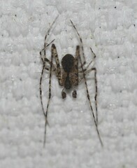 Australomimetus pseudomaculosus