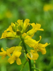 Barbarea