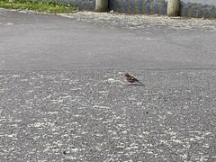 Fringilla coelebs gengleri