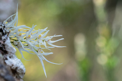 Dendrobium linguiforme