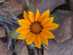 Gazania heterochaeta