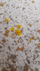 Xanthoria calcicola
