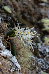 Dendrobium linguiforme