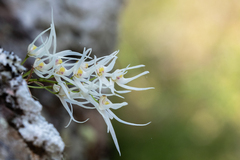 Dendrobium linguiforme