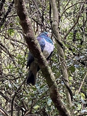 Hemiphaga novaeseelandiae novaeseelandiae