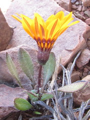 Gazania heterochaeta