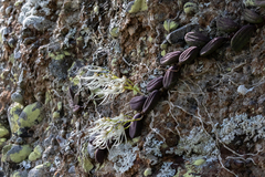 Dendrobium linguiforme