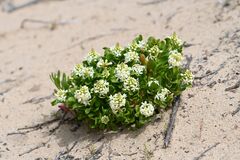 Stackhousia spathulata