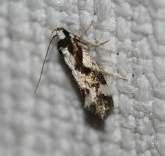 Machetis aphrobola