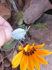 Gazania heterochaeta