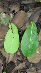 Ficus obtusifolia