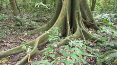 Ficus obtusifolia