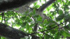Ficus obtusifolia