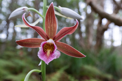 Phaius australis