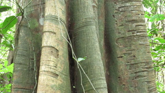Ficus obtusifolia