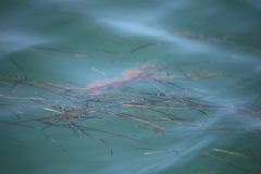 Zostera