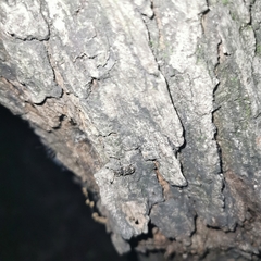 Eucorynus crassicornis