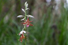 Phaius australis