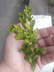 Buxus sempervirens image