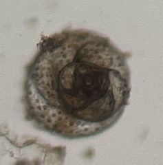 Foraminifera
