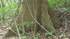 Ceiba pentandra
