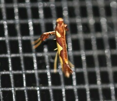 Caloptilia xanthopharella