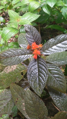 Chrysothemis pulchella