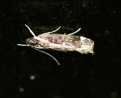 Chaliniastis astrapaea