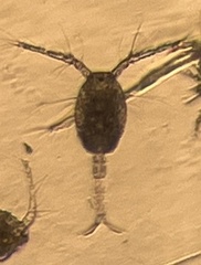 Copepoda