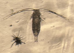 Copepoda