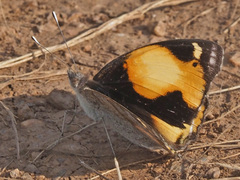 Junonia hierta cebrene
