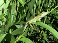 Diploderma polygonatum xanthostomum