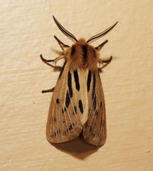 Ardices curvata