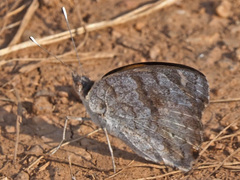 Junonia hierta cebrene