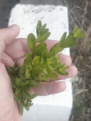 Buxus sempervirens image