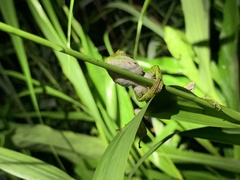 Diploderma polygonatum xanthostomum