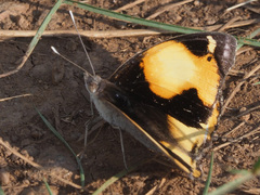Junonia hierta cebrene