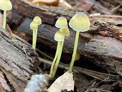 Mycena epipterygia