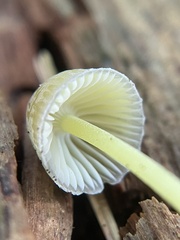 Mycena epipterygia