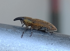 Lixus cinerascens