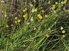 Nidorella podocephala