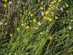 Nidorella podocephala