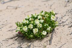 Stackhousia spathulata