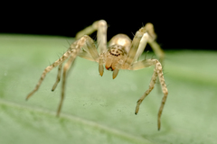 Anyphaena