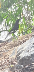 Strepera graculina