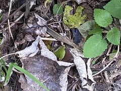 Oligosoma kokowai