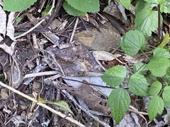 Oligosoma kokowai