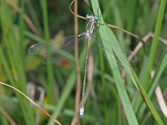 Lestes plagiatus