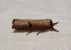 Pilostibes stigmatias